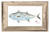 False Albacore Print with Frame