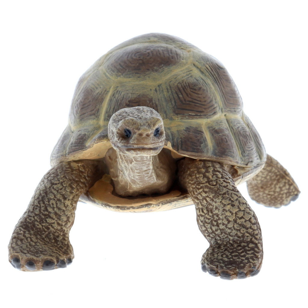 Papo Hermann's Tortoise front