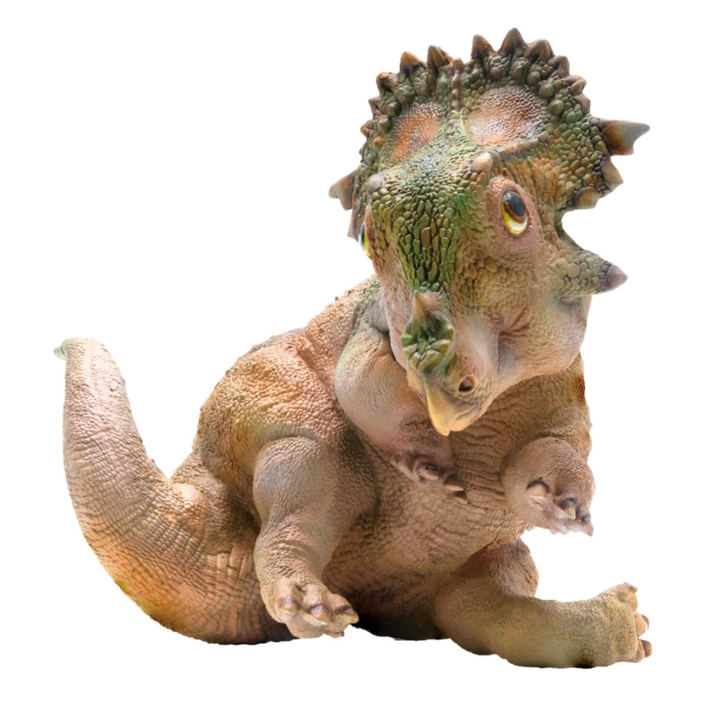 PNSO A-Qi The Young Sinoceratops front view