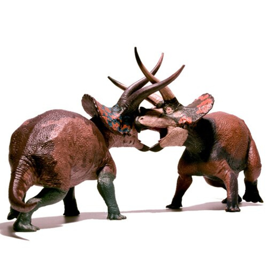 Eofauna Triceratops sp Dominant