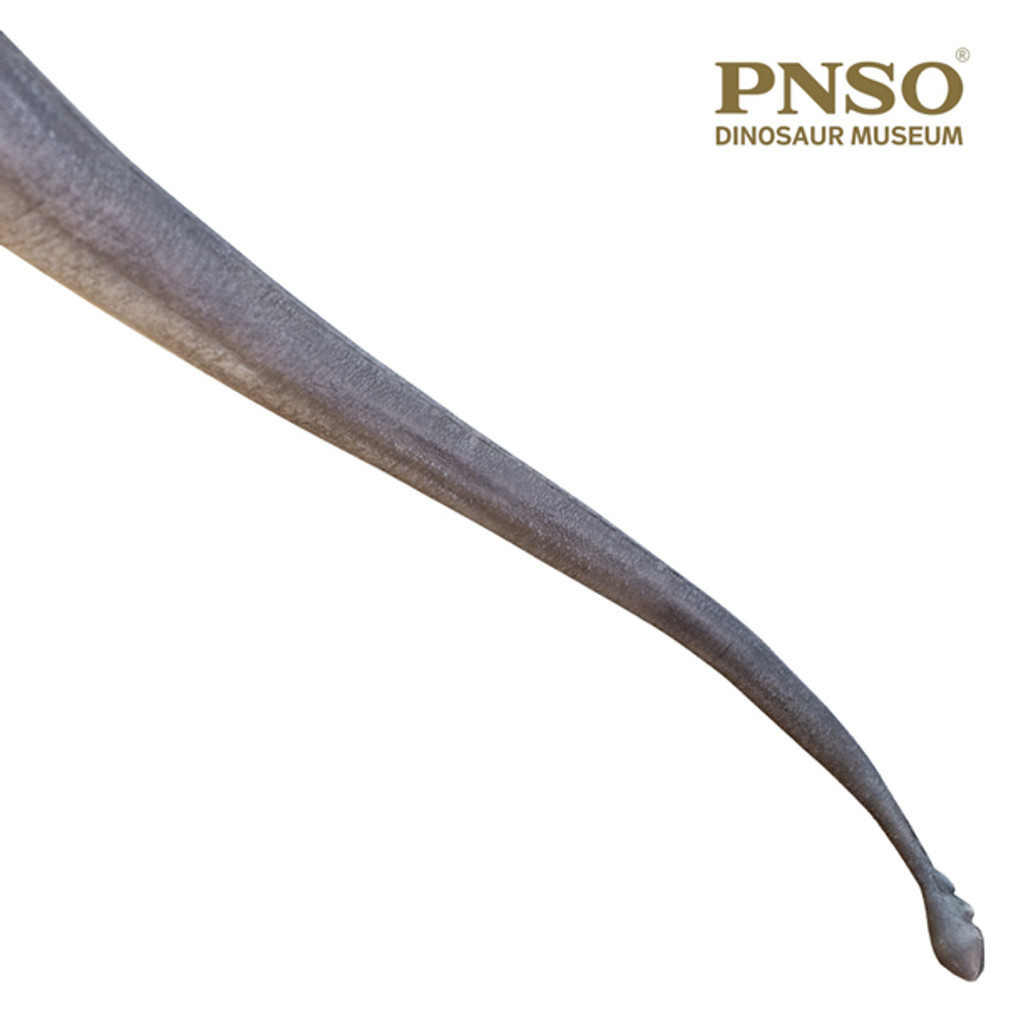 PNSO Er-Ma the Mamenchisaurus 2021 Version