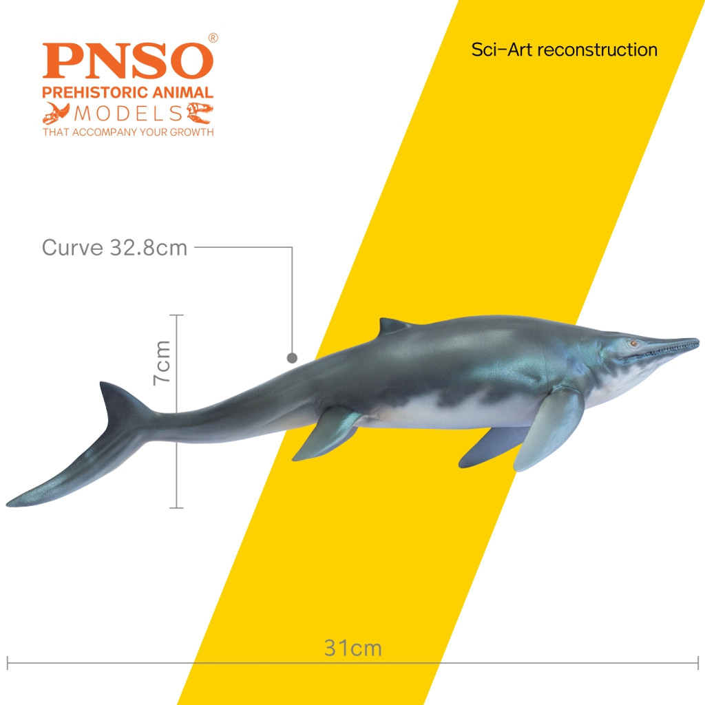 PNSO Tucson the Himalayasaurus measurements