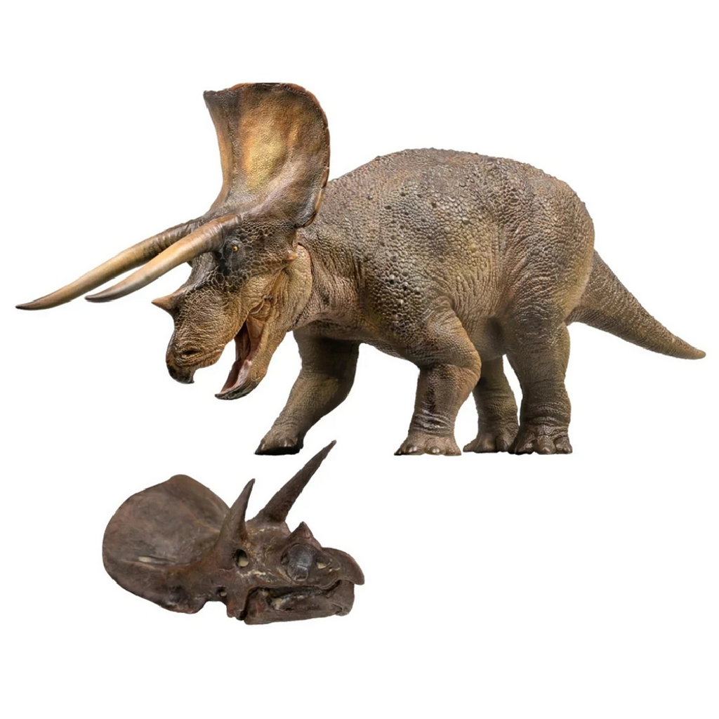 PNSO Doyle The Triceratops and Skull