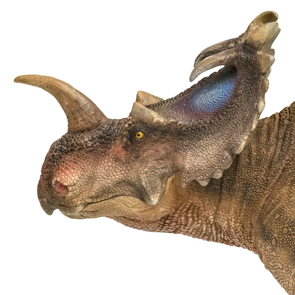 PNSO Jennie the Centrosaurus head