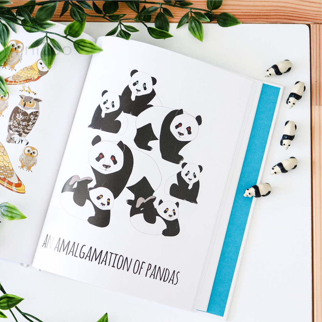 101 Collective Nouns Jennifer Cossins Pandas MiniZoo