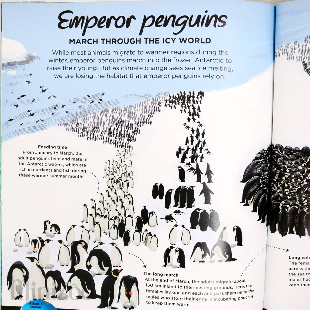 The Big Picture: Animal Migrations humpback penguins page MiniZoo