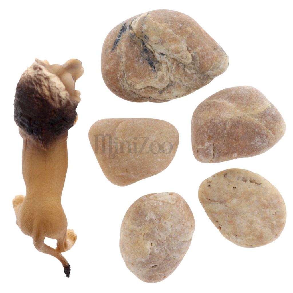 Pebbles Amber 5pc with lion size
