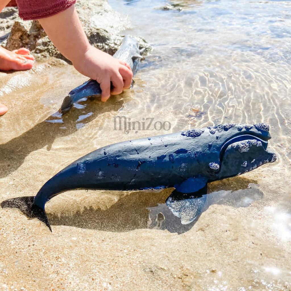 CollectA Right Whale beach toy model MiniZoo