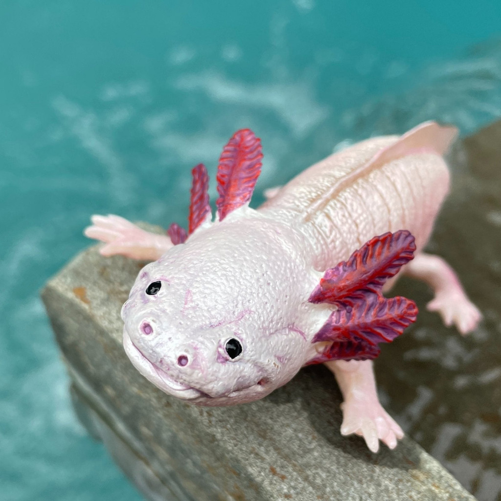 Safari Ltd Axolotl IC