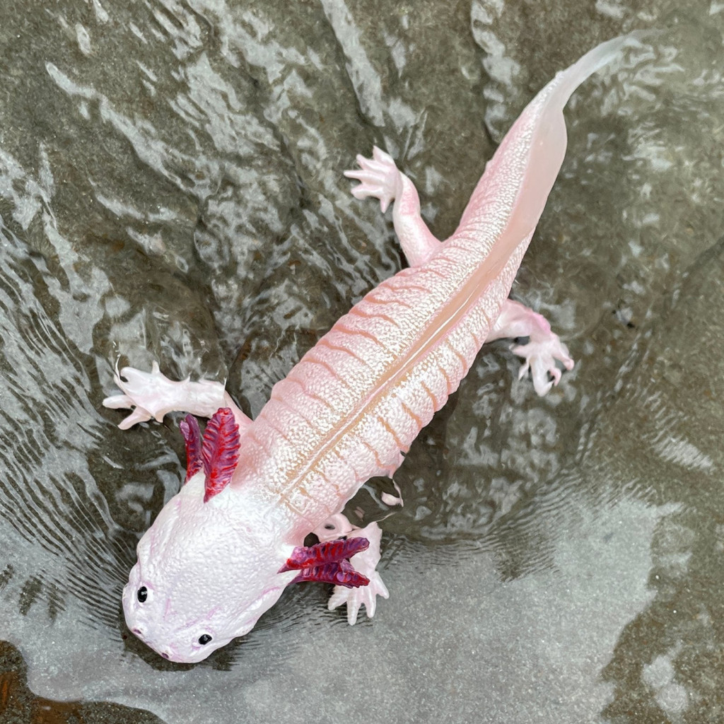Safari Ltd Axolotl IC