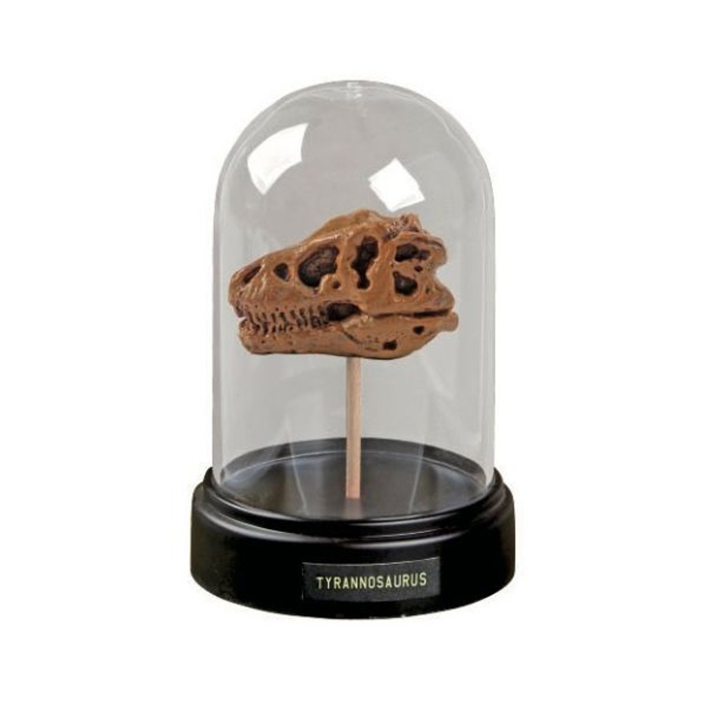 Dinosaur skull in glass dome display case