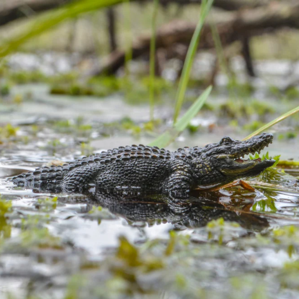 Toymany Alligator toy figurine outdoor lifestyle photo