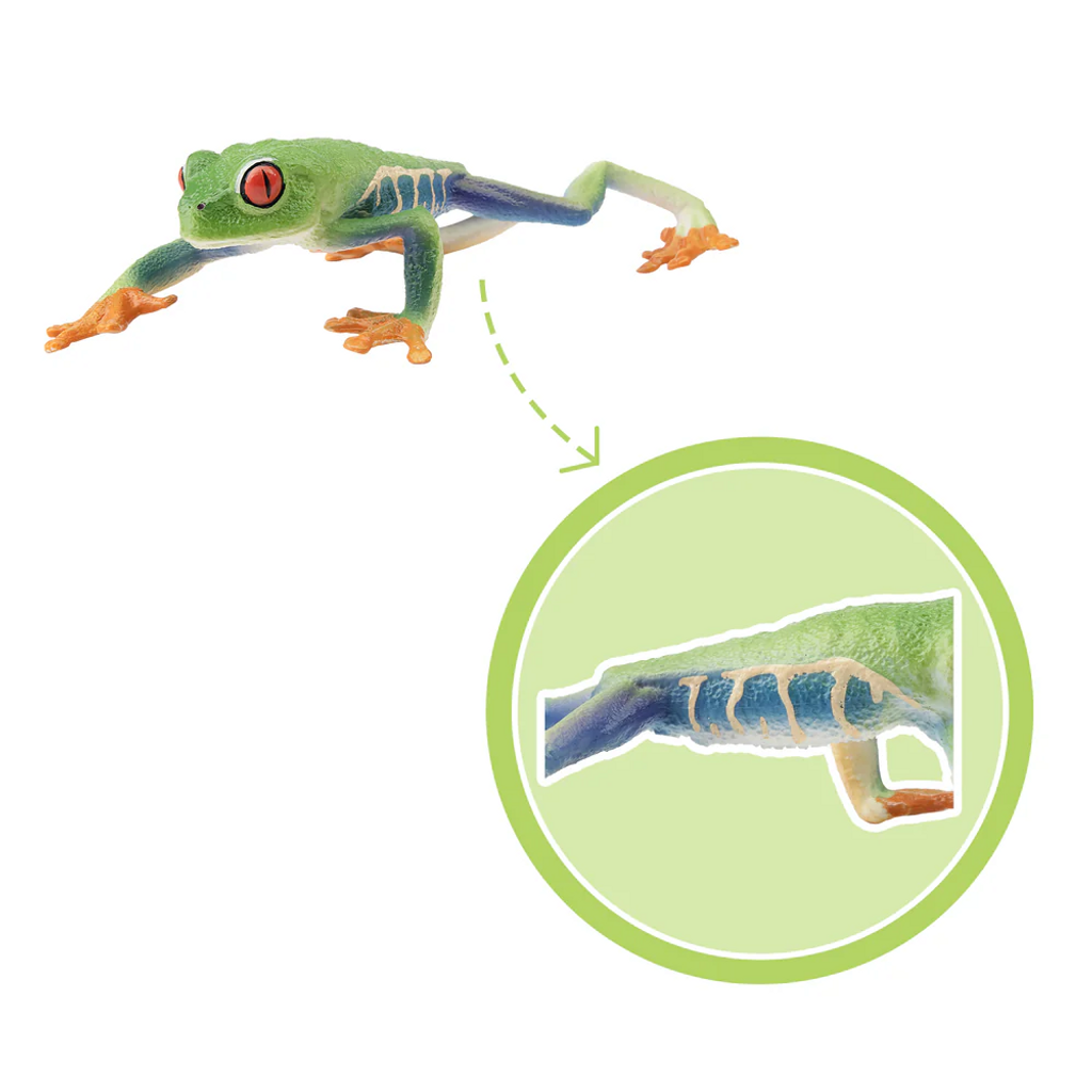 Toymany Red-Eyed Tree Frog