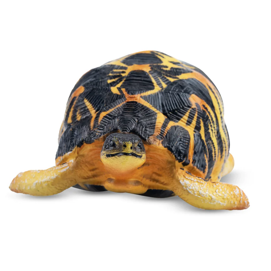 Toymany Radiated Tortoise