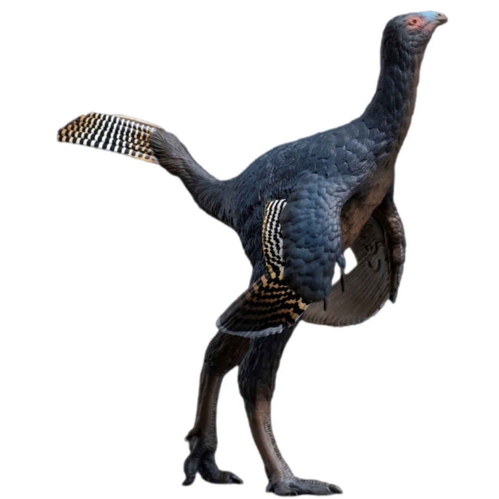 PNSO Junlang the Caudipterx model Australia