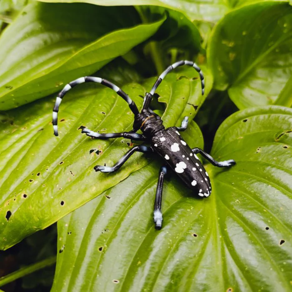 Toymany Citrus Longhorned Beetle toy figurine lifestyle