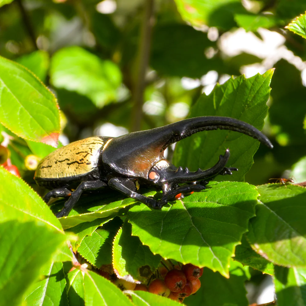 Toymany Hercules Beetle replica toy figurine lifestyle