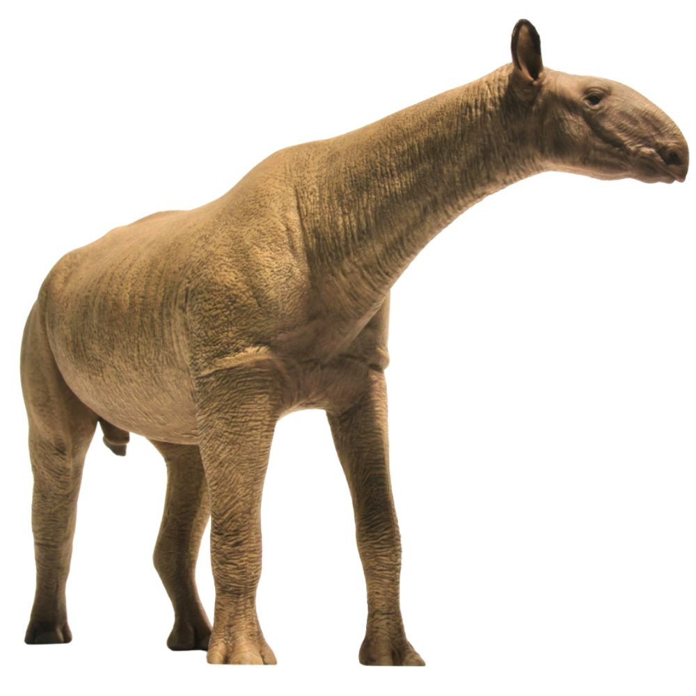Eofauna Paraceratherium grangeri