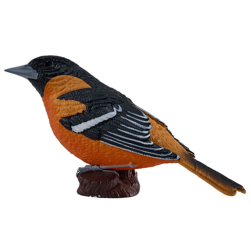 Mojo Northern Oriole