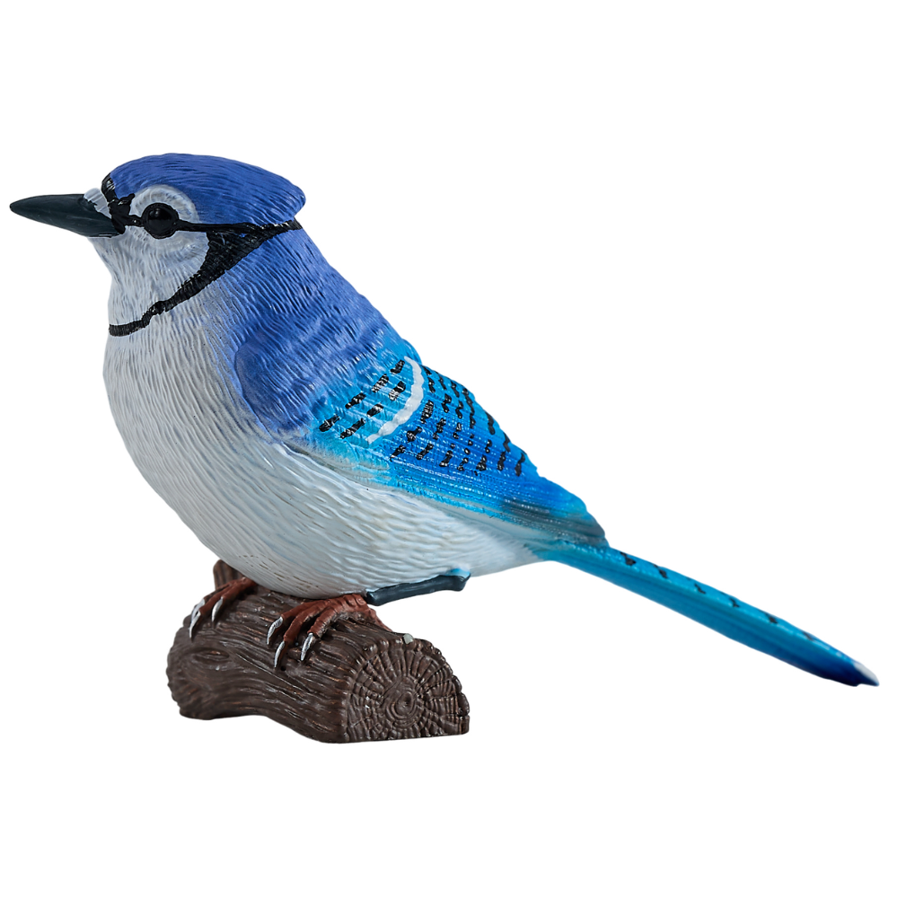 Mojo Blue Jay