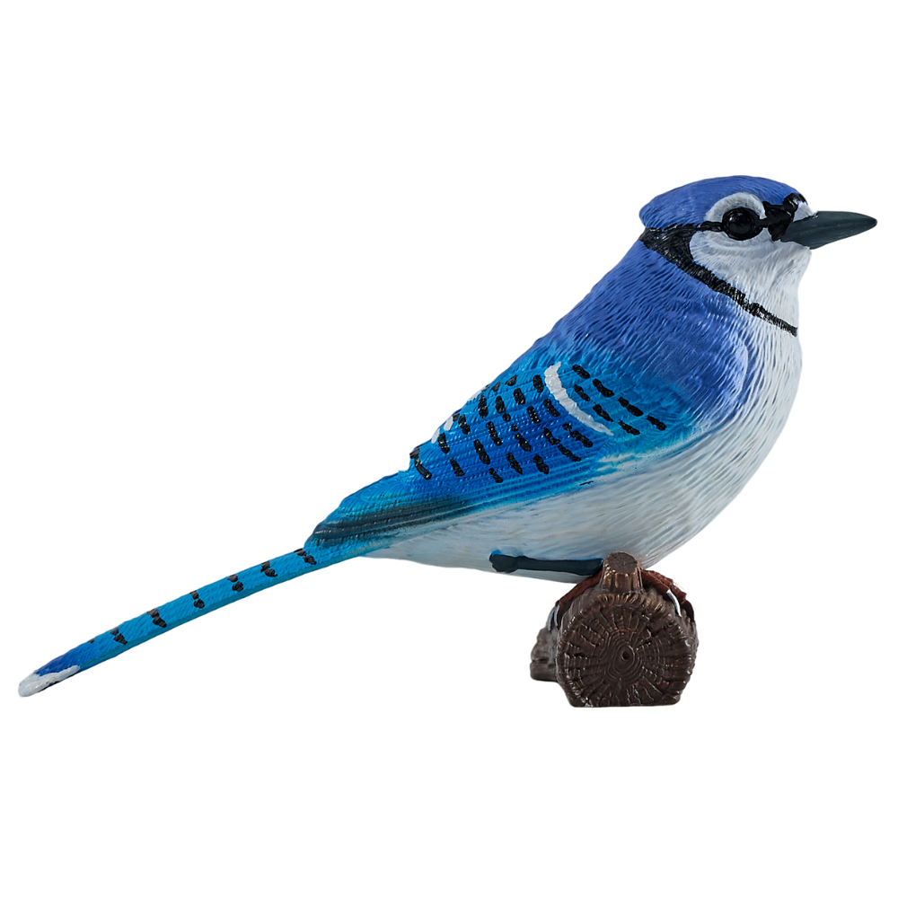 Mojo Blue Jay