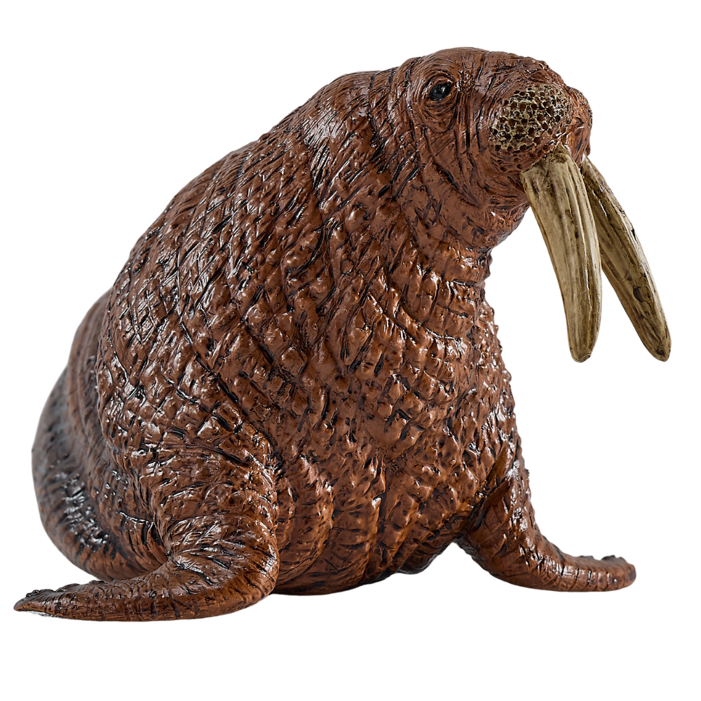 Mojo Walrus