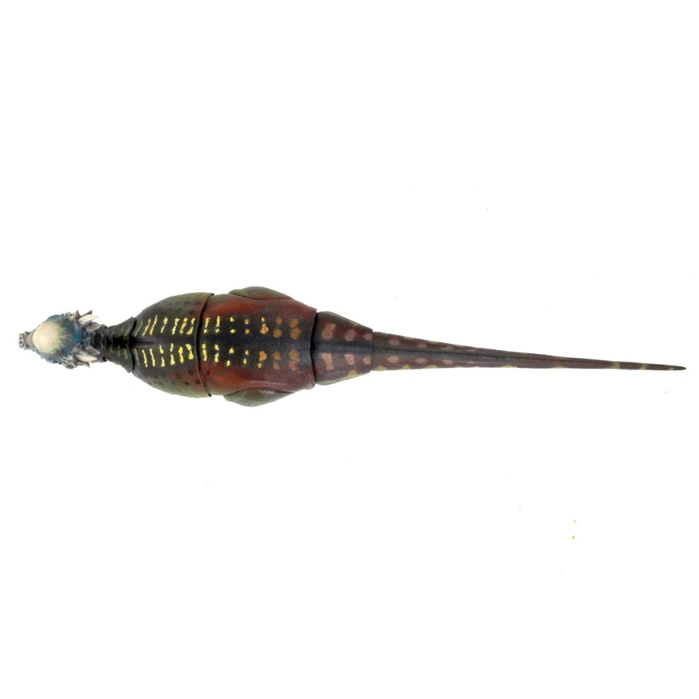 Creative Beast Pachycephalosaurus wyomingensis 1:18 scale top view