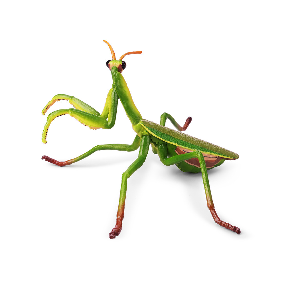 Toymany Chinese Mantis