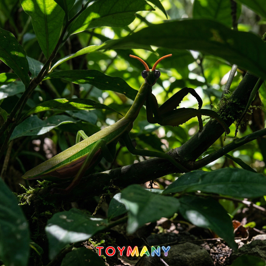 Toymany Chinese Mantis lifestyle
