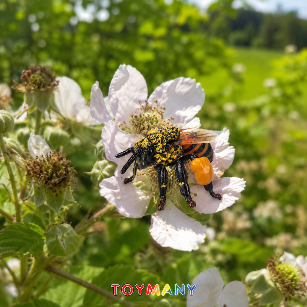 Toymany Honeybee lifestyle