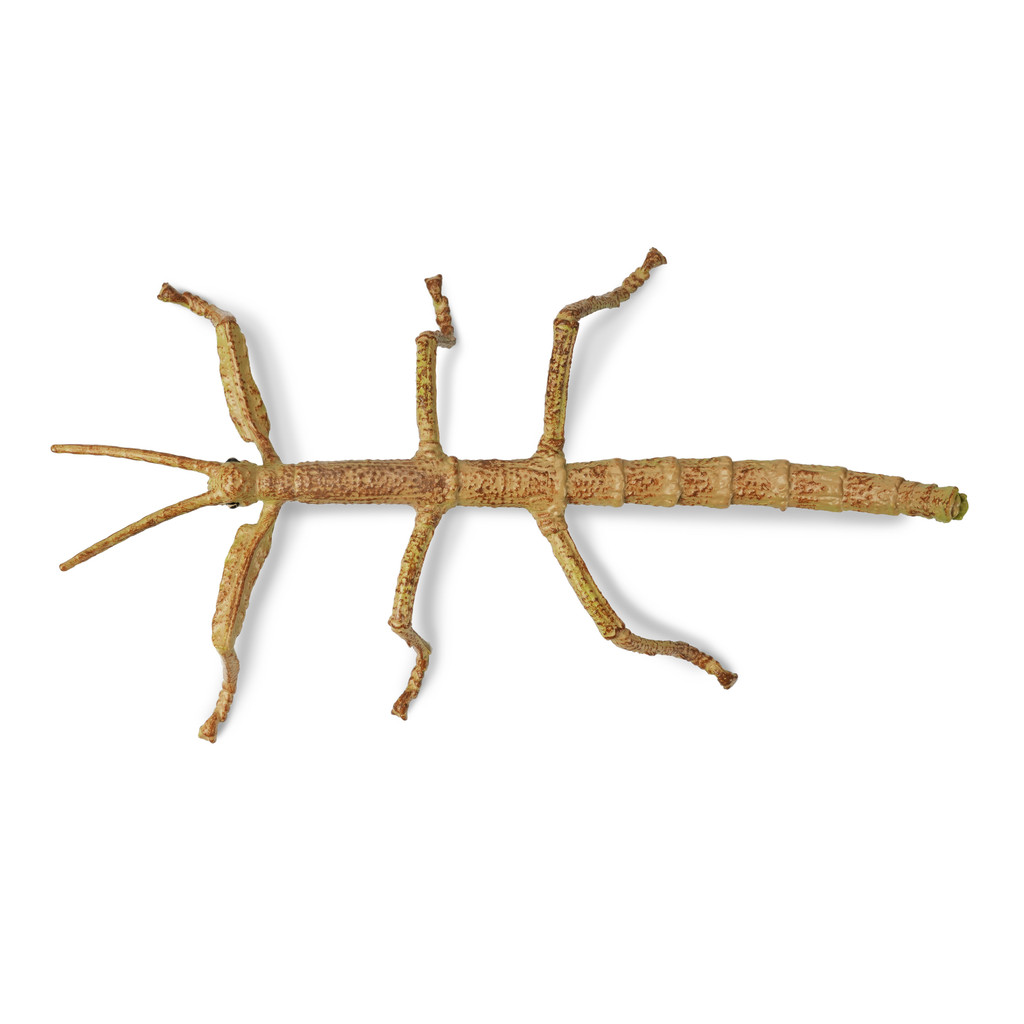 Toymany Stick Insect top view