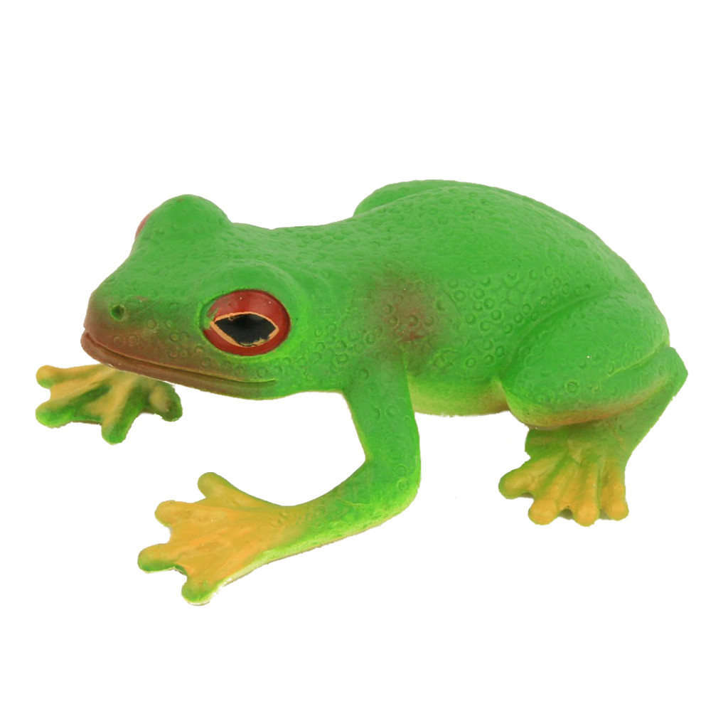 Science and Nature Small Red Eyed Green Tree Frog