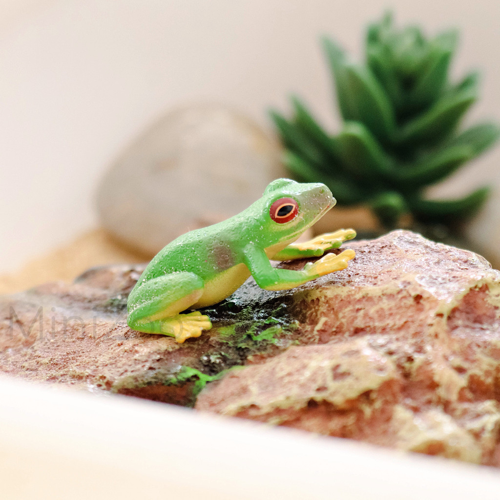 Science and Nature Small Red Eyed Green Tree Frog lifestyle MiniZoo