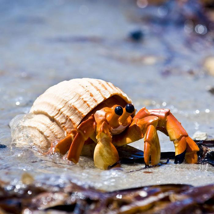 Safari Ltd Hermit Crab 267529 | Incredible Creatures