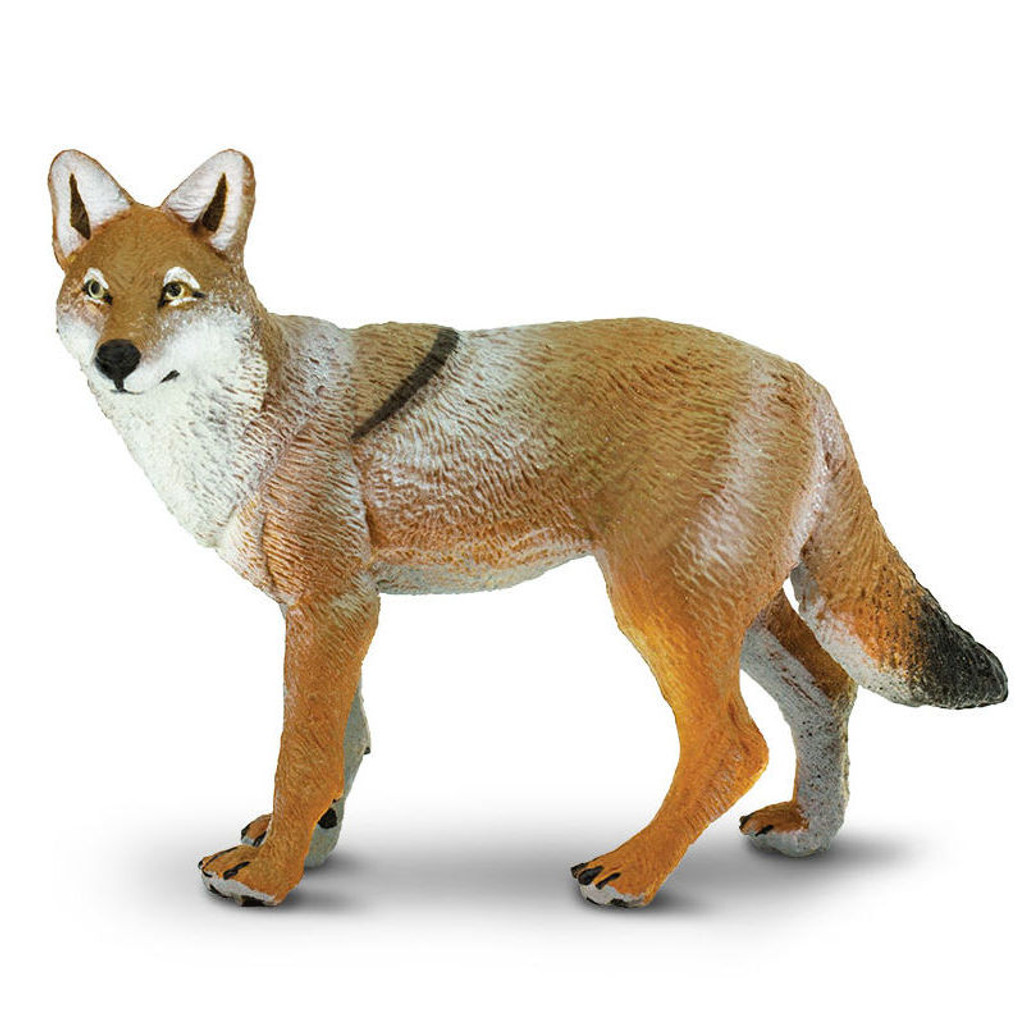 Safari Ltd Coyote