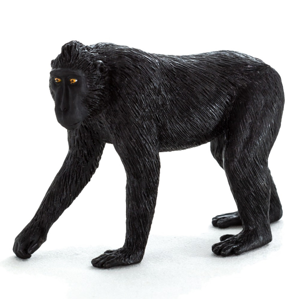 Mojo Black Crested Macaque