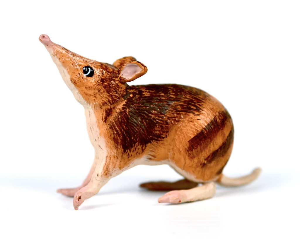 Science and Nature Large Bandicoot