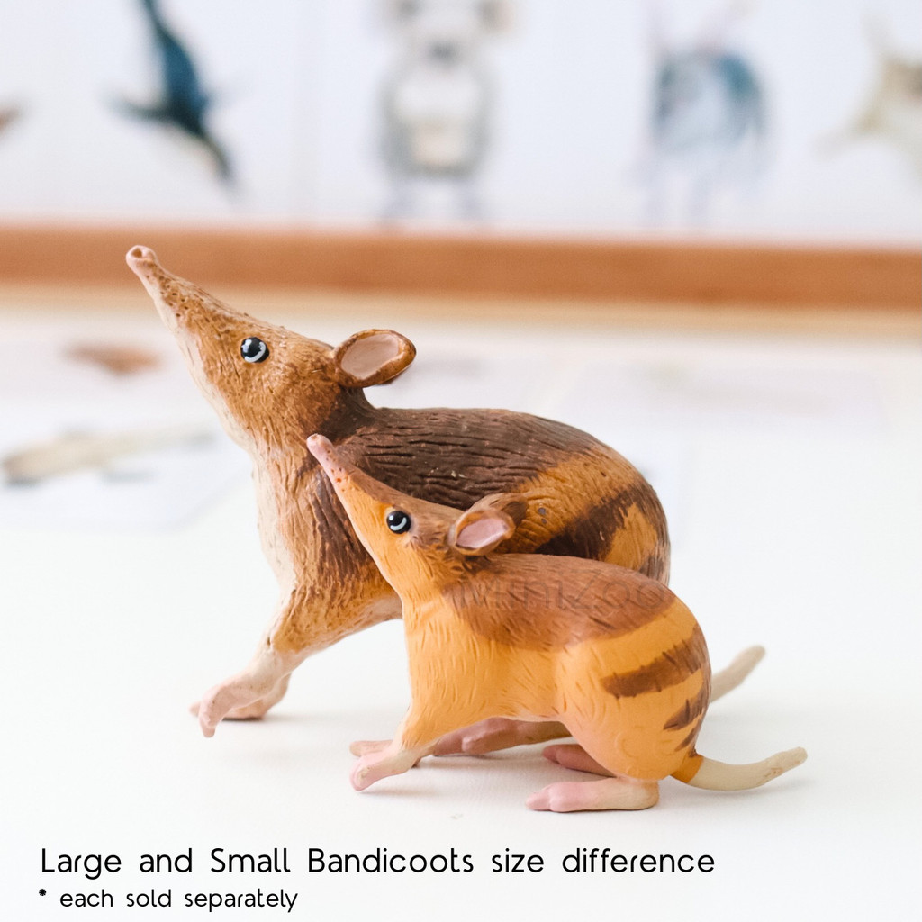 Science and Nature Large & Small Bandicoot size difference MiniZoo