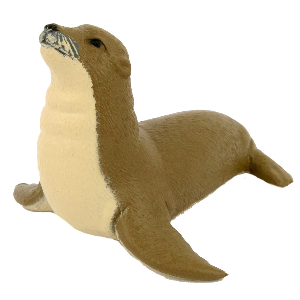  Science and Nature Small Australian Sea Lion