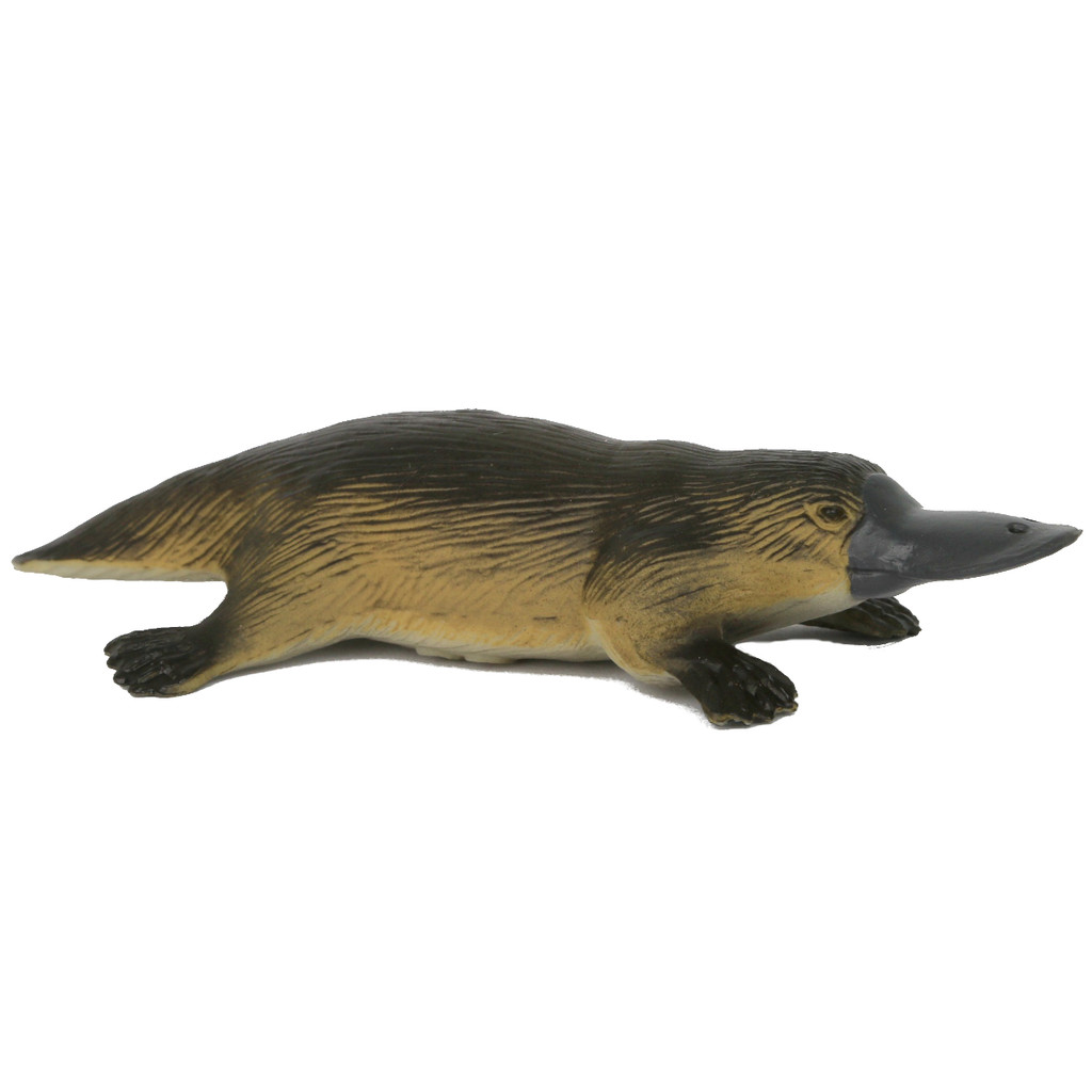 Science and Nature Large Platypus
