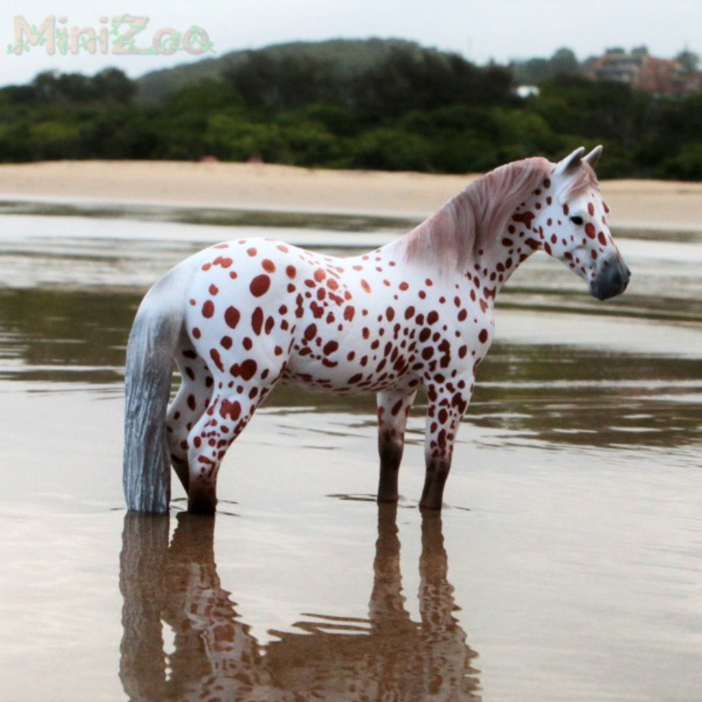 CollectA British Spotted Pony Mare Chestnut Leopard MiniZoo beach