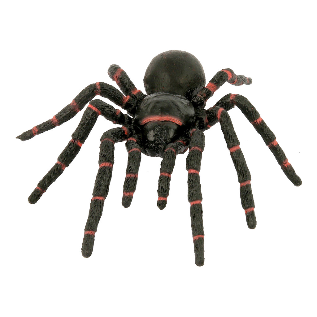 Science and Nature Funnel Web Spider