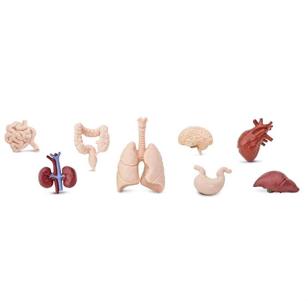 Safari Ltd Human Organs Bulk Bag 48pc