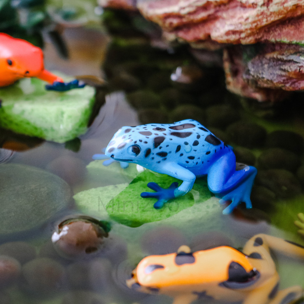 Safari Ltd Poison Dart Frogs Toob play tray frog 1 MiniZoo