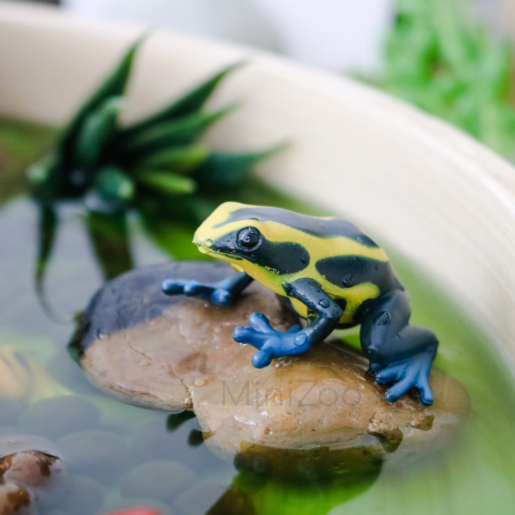 Safari Ltd Poison Dart Frogs Toob play tray frog 2 MiniZoo