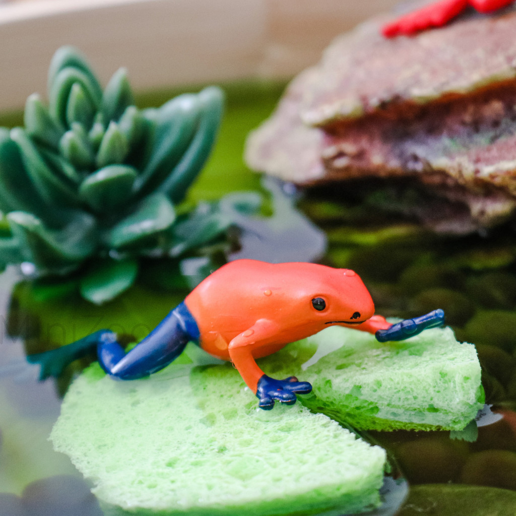 Safari Ltd Poison Dart Frogs Toob play tray frog 4 MiniZoo
