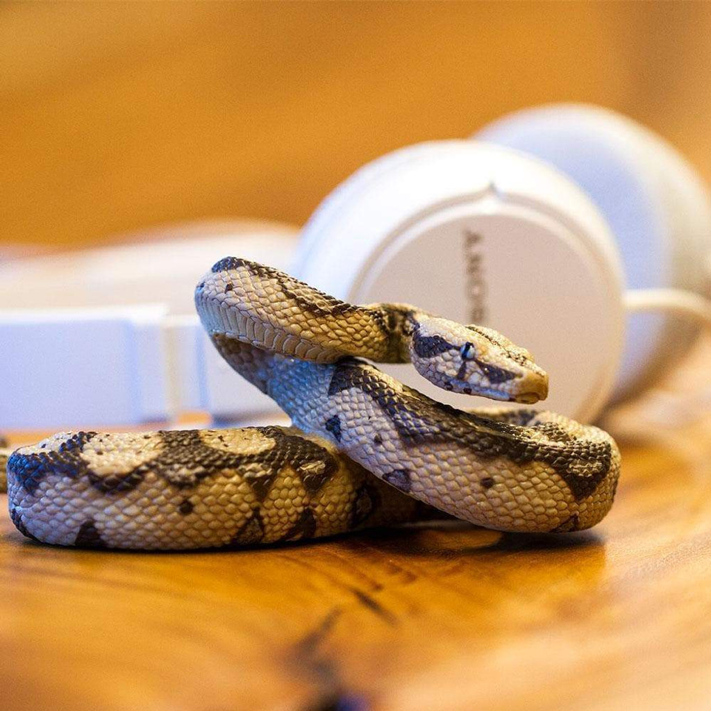 Safari Ltd Boa Constrictor IC