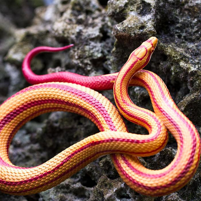 Safari Ltd Corn Snake IC