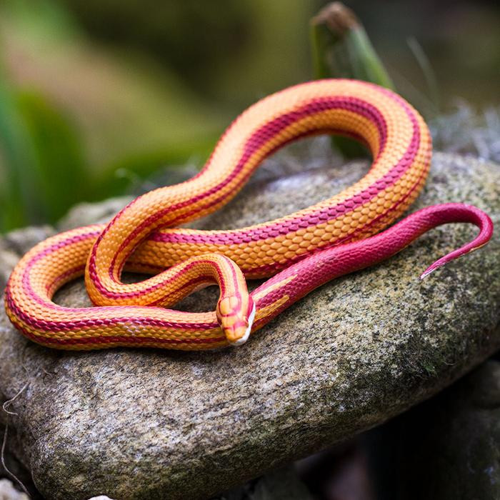 Safari Ltd Corn Snake IC