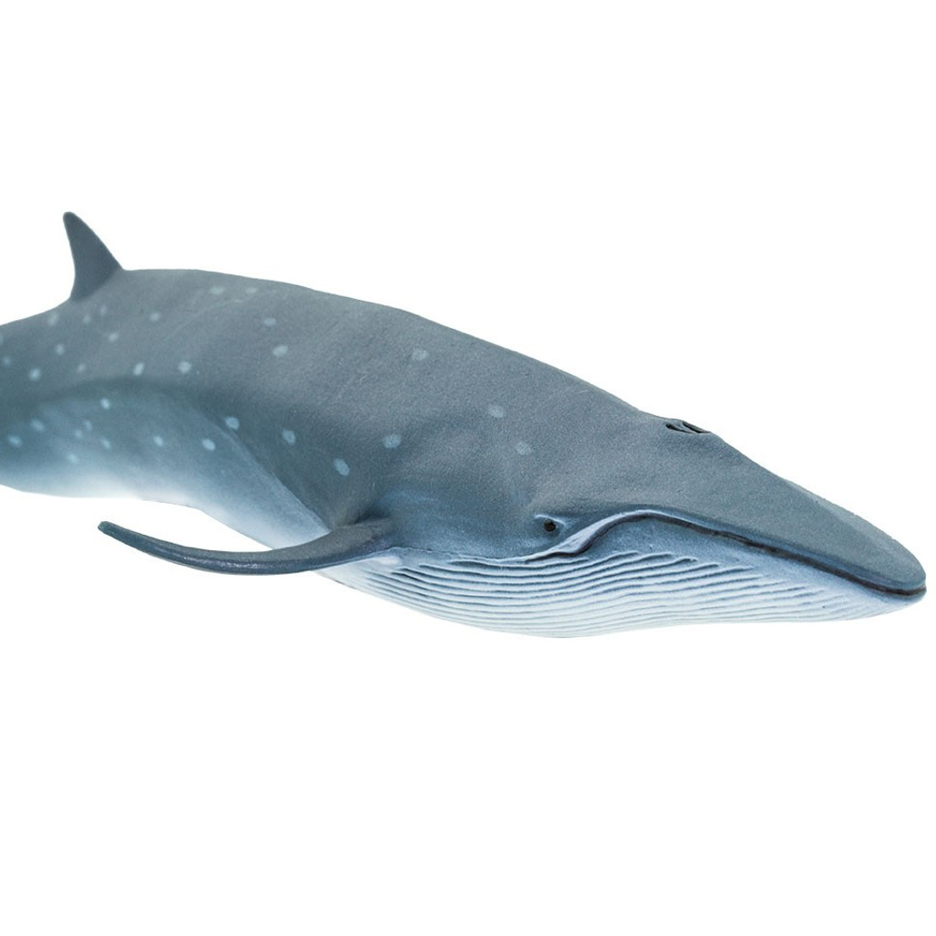 Safari Ltd Sei Whale